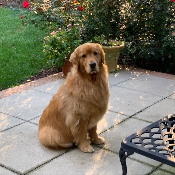 Meet your Posher, Dawn - Picture 8 of 12